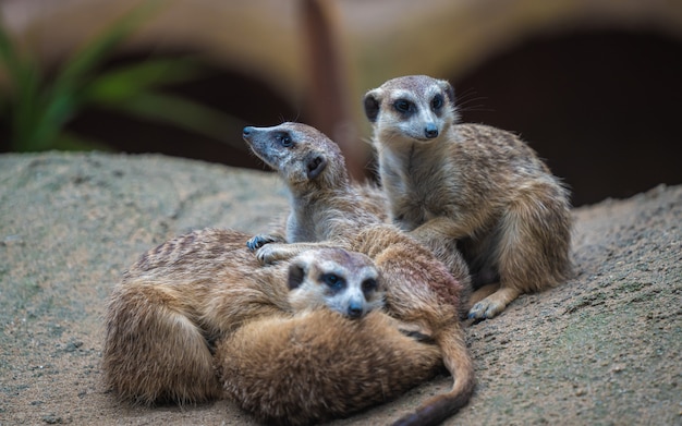 Suricate animal de la faune