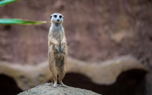 Suricate animal de la faune