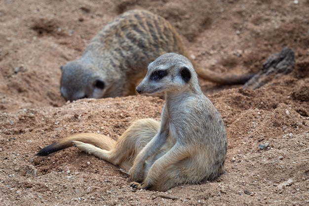 Un suricate assis dans le sable Suricata suricatta