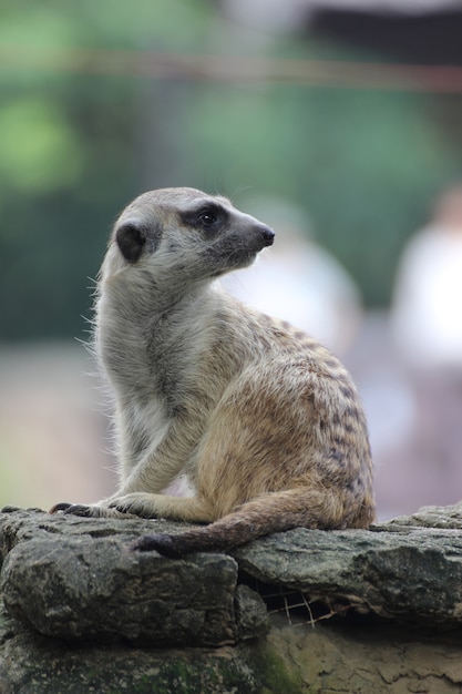 Suricate assis sur un rocher