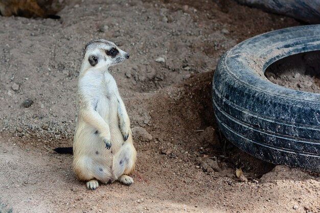 Suricate assis sur le sable