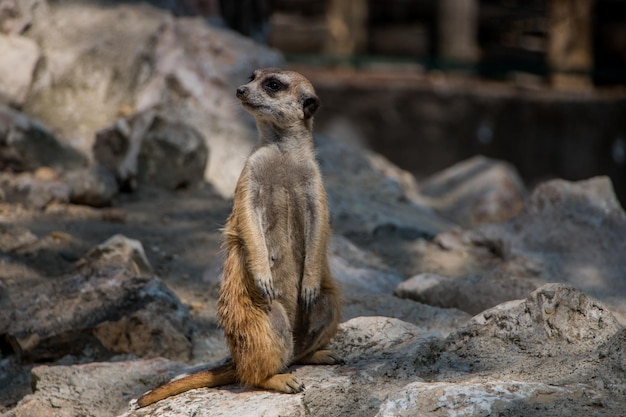 suricate au zoo