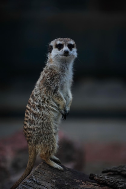 Une suricate au zoo