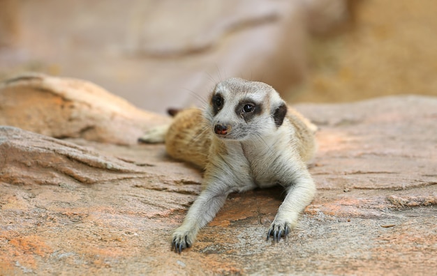 Suricate couché sur la pierre.