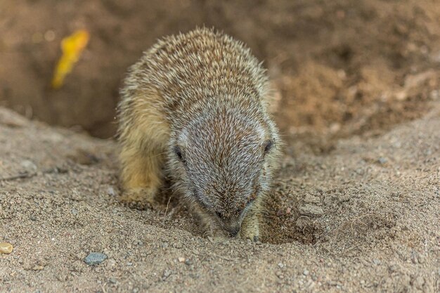 Le suricate creuse un trou dans le sable