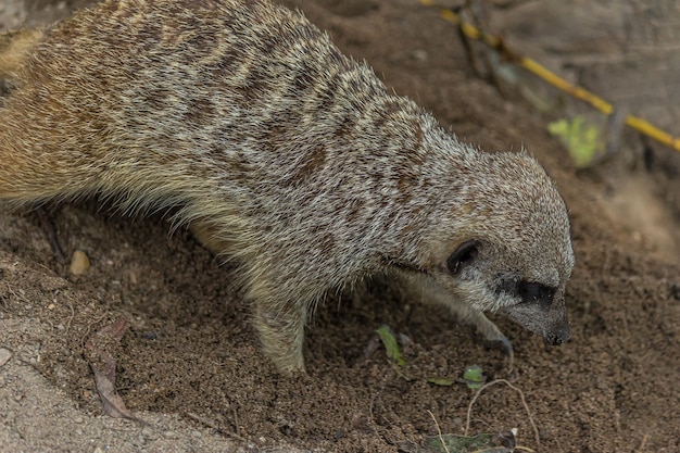 Le suricate creuse un trou dans le sable