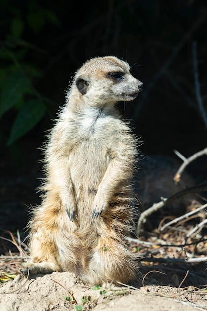 Suricate debout dans un zoo