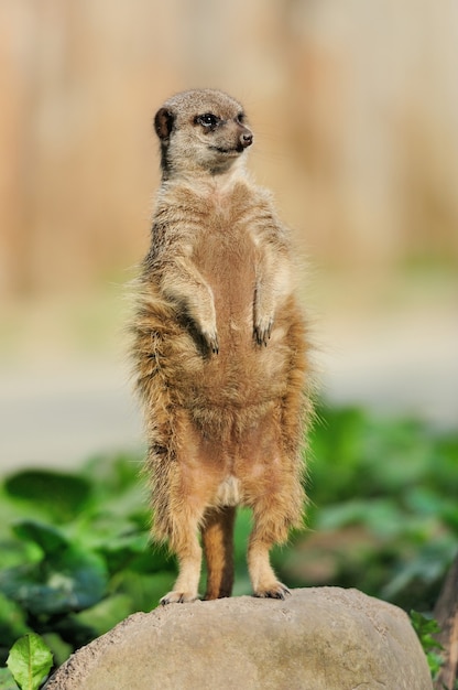 Un suricate debout et semblant alerte