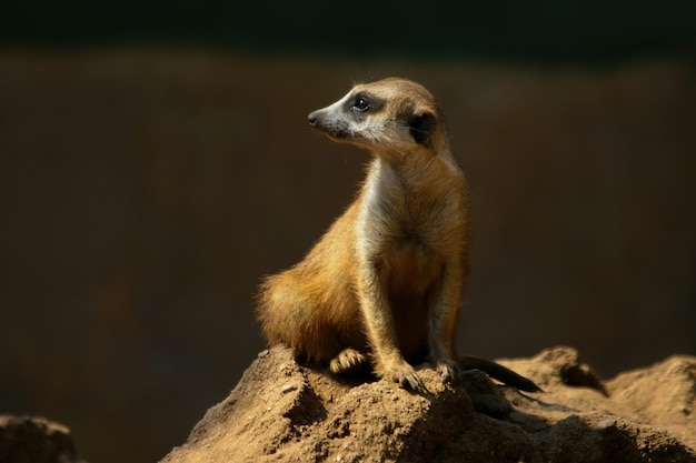 Un suricate est assis sur un rocher dans un zoo.