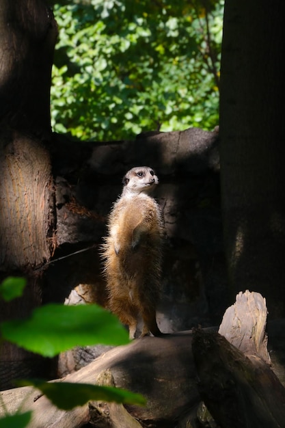 Un suricate est debout sur un arbre Le suricate est une espèce de mammifère de la famille des mangoustes