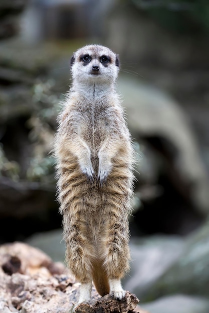 Suricate à l'état sauvage