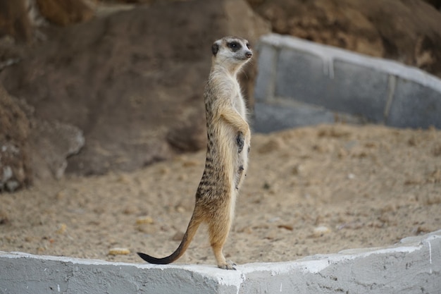 Suricate femelle debout sur le bord du ciment dans la grotte de roche de sable, mignon petit animal de compagnie