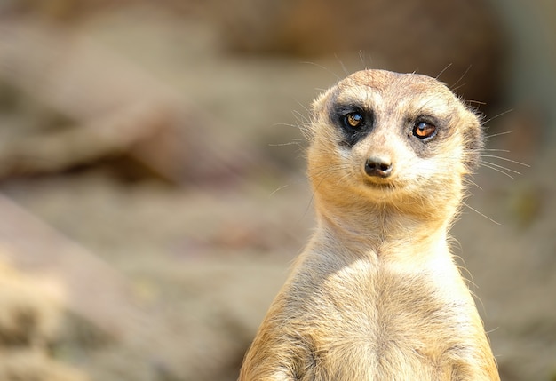 Un suricate marron