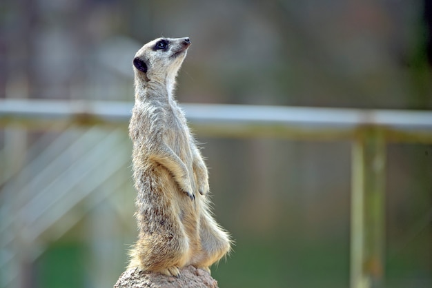 Suricate en posture de surveillance