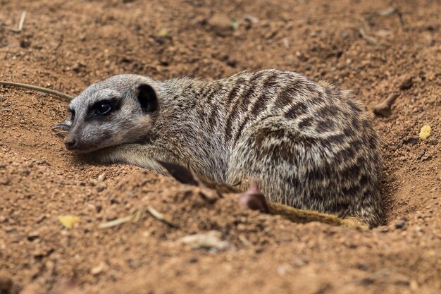 Suricate à queue mince, Suricata, Suricatta