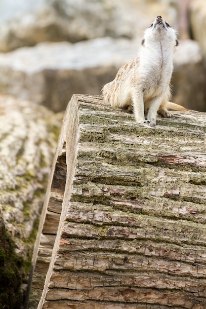 Un suricate à la recherche