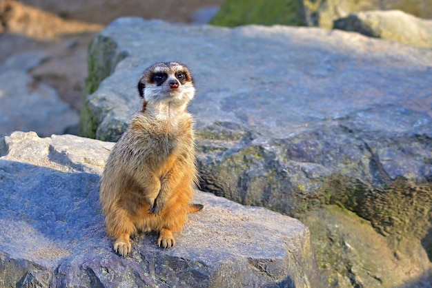 suricate sur le rocher