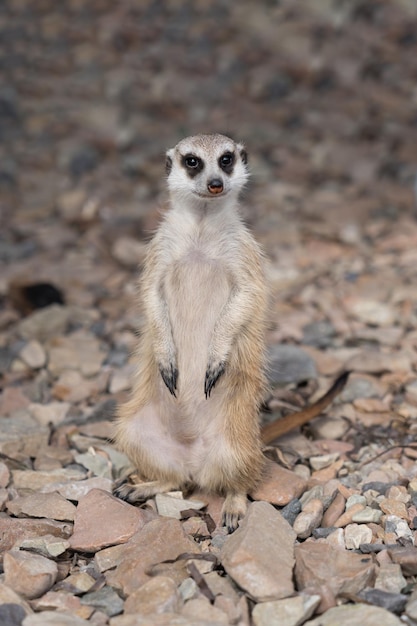 Suricate sur les rochers