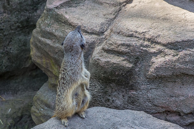 Le suricate se tient sur une pierre se tourne et lève les yeux