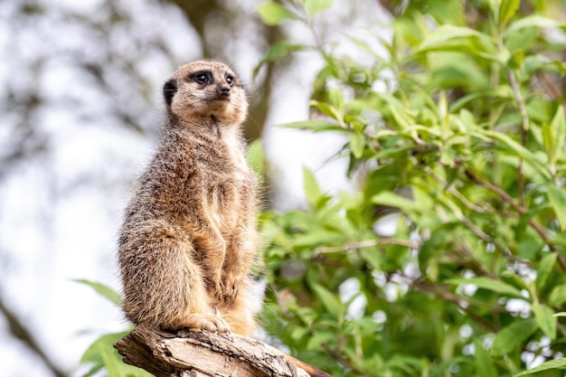 Un suricate solitaire monte la garde pour le reste de la troupe Feuillage vert et fond de ciel