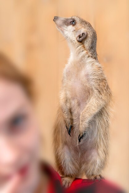 Le suricate (Suricata suricatta) est une petite mangouste que l'on trouve en Afrique australe.