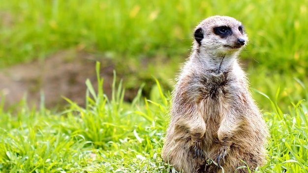 Photo suricate suricata suricatta suricates suricates