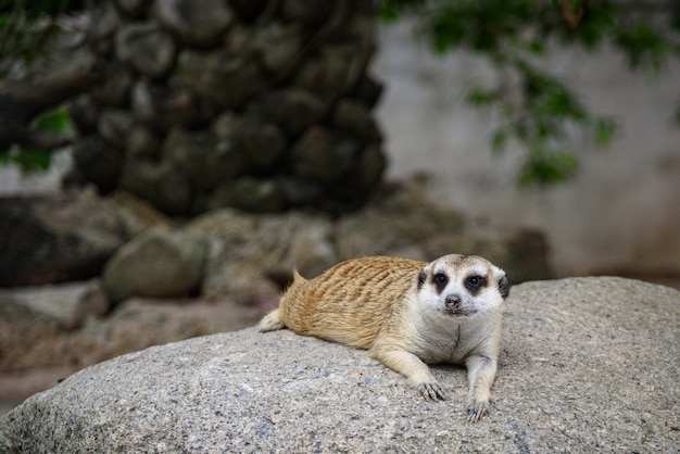 Suricate, Suricata suricatta vivant sur terre