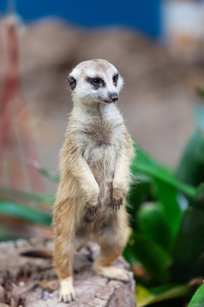 Suricate suricate dans le parc du zoo