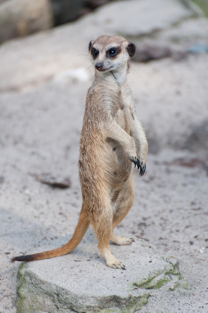 Suricate suricate ou Suricata suricatta. Petit carnivore appartenant à la famille des mangoustes - Herpestidae. Animal mignon indigène africain.