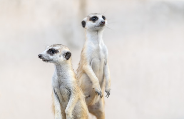 Suricate suricatta