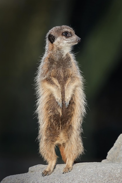 Suricate suricatta