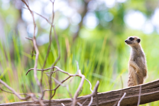 Suricate