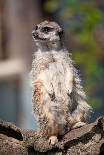 Photo suricate