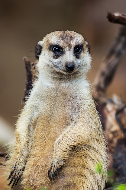 Suricate