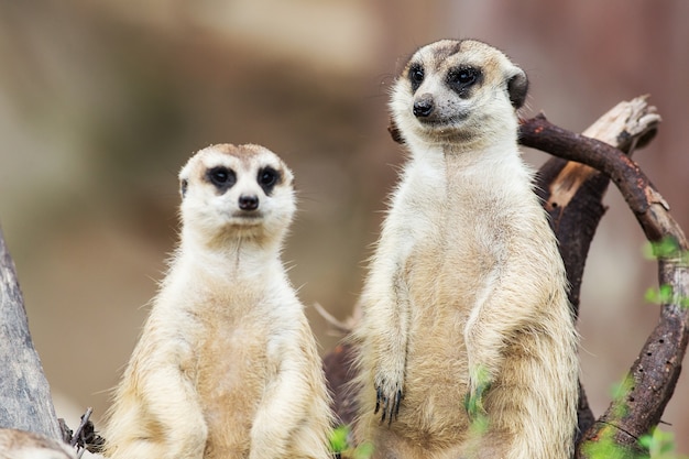 Suricate