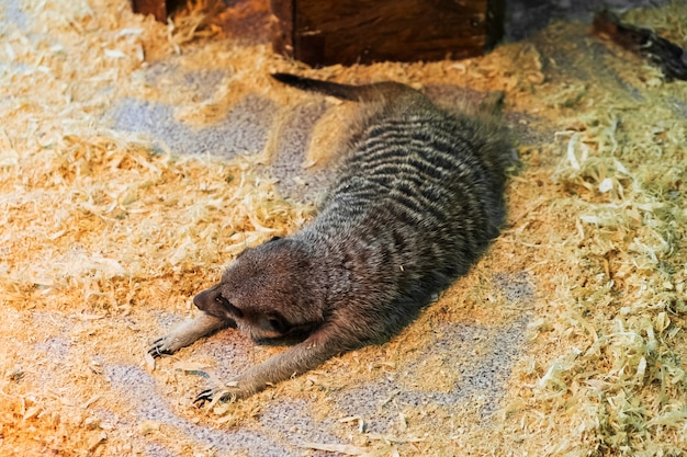 Suricates au zoo. Suricate