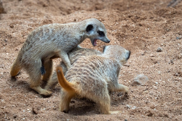 Les suricates se battent pour le territoire Les suricates ou les suricates jouent à se battre dans le sable