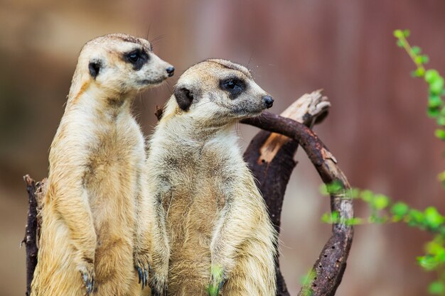 Photo suricates