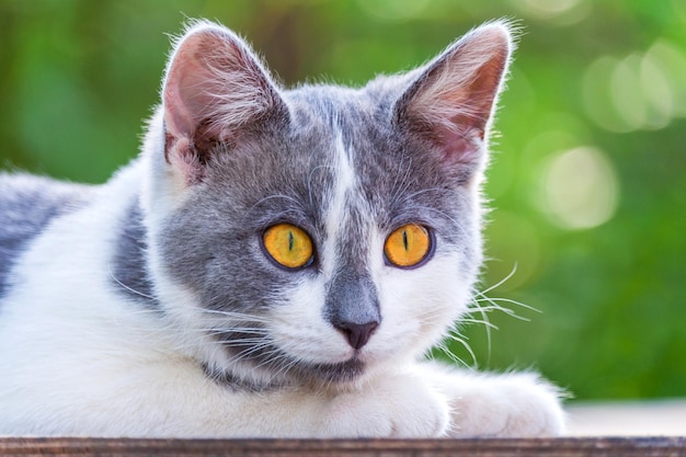 Photo surpris chaton gris-blanc allongé avec des yeux orange vif sur le fond du jardin vert