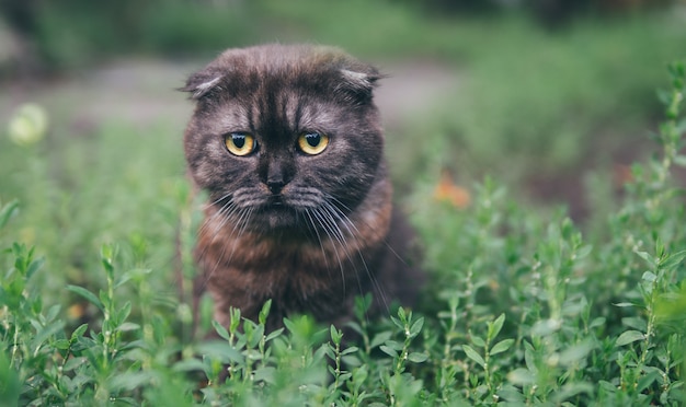 La surprise, l&#39;émotion sur le visage du chat