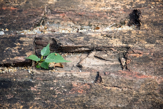 survie de l&#39;arbre nouveau-né sur le vieux bois