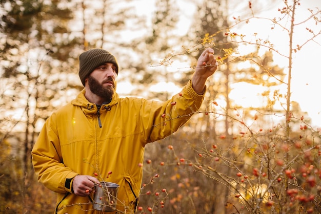 Survie à l'état sauvage Un homme ramasse des églantines dans la forêt