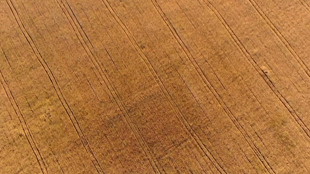 Survolant le champ de blé mûr jaune, coucher de soleil à l'aube. Fond naturel. Paysage de campagne rurale. Paysage agricole. Drone aérien vue vol au-dessus des épis de grains de blé. Récolte mûre. Vue de dessus