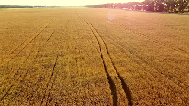 Survolant le champ de fond naturel de blé mûr jaune