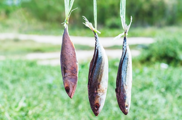 suspension de poisson séché