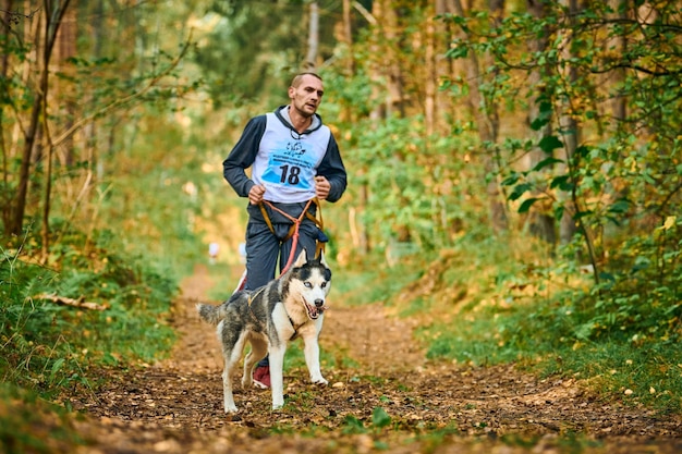 Svetly, oblast de Kaliningrad, Russie - 2 octobre 2021 - Exercices de canicross, jeune homme courant avec un chien Husky sibérien, participant à une course de canicross, mode de vie sain et concept de jogging