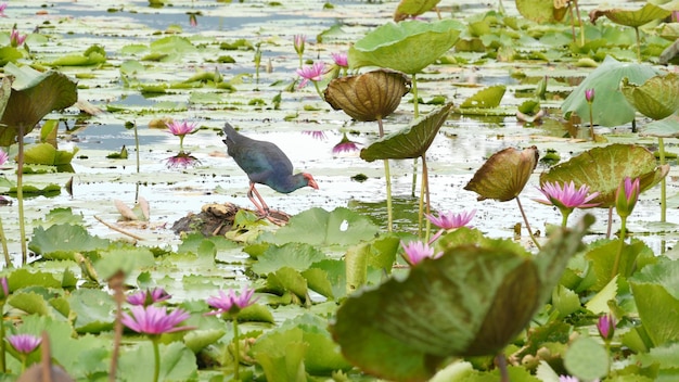 Swamphen occidental sur le lac, nénuphars, lotus roses. Oiseau à l'état sauvage. Étang tropical exotique.