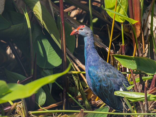 Swamphen Pourpre trouver de la nourriture