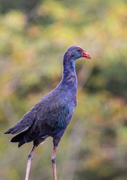 Swamphen violet