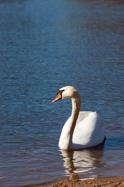 Swan au printemps au bord du lac